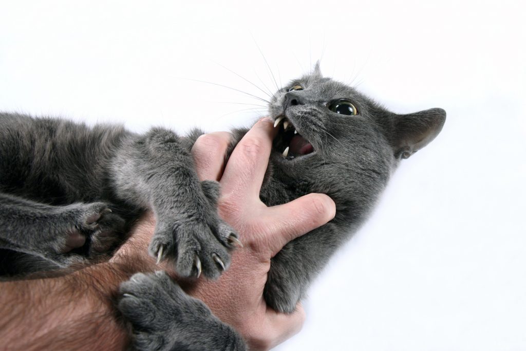 grey cat aggressive bites the hand